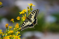 Machaon