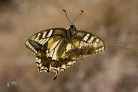Machaon