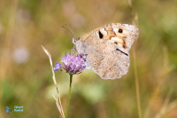 Hermite grand femelle