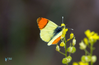 Aurore de Provence