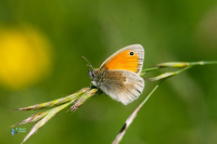 Proscris