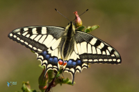 Machaon