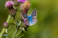 Sablé du sainfoin