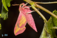Sphinx de la vigne petit-
