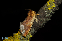 Capuchon (le)-