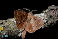 Bombyx du pin-