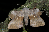 Sphinx du peuplier-