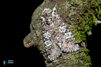 Noctuelle soignée-