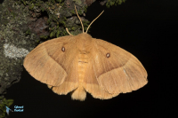 Bombyx du chêne-