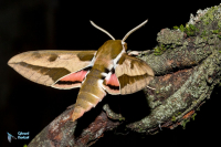 Sphinx de l'Euphorbe-