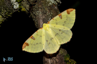 Citronnelle rouillée-