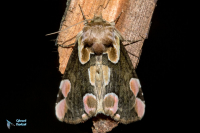 Batis (la)-Thyatira batis