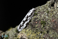 Ethmia pusiella