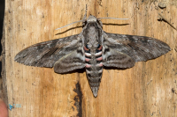 Sphinx du liseron-