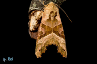 Méticuleuse (la)-