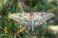 Isabelle-Actias isabellae