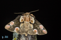 Batis (la)-Thyatira batis