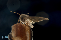 Batis (la)-Thyatira batis