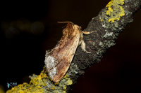Capuchon (le)-Ptilodon cucullina