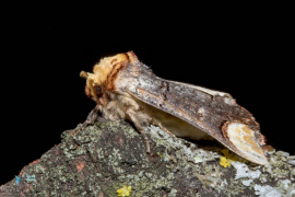 Bucéphale-Phalera bucephala