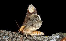 Bucéphale-Phalera bucephala