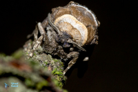 Cossus gâte-bois-Cossus cossus