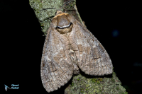 Cossus gâte-bois-Cossus cossus