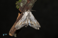 Dragon (le)-Harpyia milhauseri