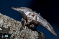 Dragon (le)-Harpyia milhauseri