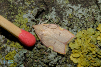 Oecophore (l') rosée.