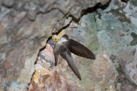 Hirondelle de rochers
