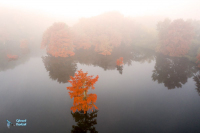 Etang de Boulieu