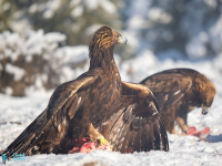 Aigle royal