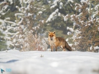 Renard roux