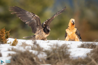 Gypaète barbu adulte et immature 1ère année