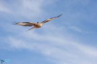 Milan royal avec émetteur