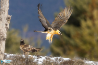 Gypaète barbu adulte et immature 1ère année