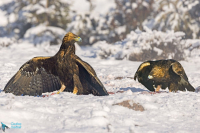 Aigle royal