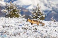 Renard roux
