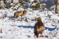 Renard roux