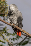 Gris du Gabon