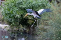 Tantale ibis
