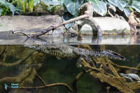 Crocodile nain