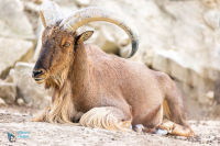 Aoudad de Barbarie