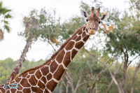 Girafe réticulée