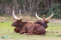 Watusi