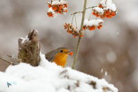 Rouge-gorge