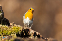 Rouge-gorge