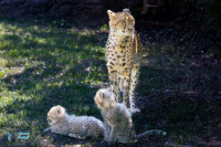Guépard
