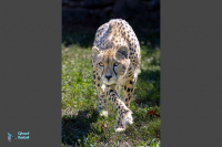 Guépard